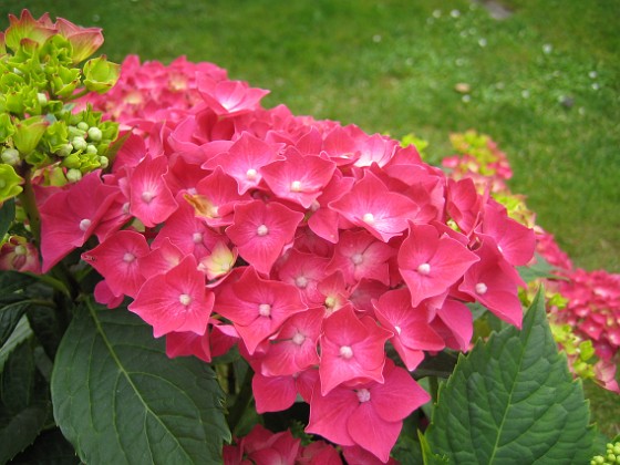 Hortensia