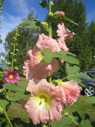 Stockros  
  
2015-07-21 Stockros_0005  
Granudden  
Färjestaden  
Öland