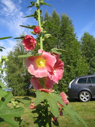 Stockros  
  
2015-07-21 Stockros_0006  
Granudden  
Färjestaden  
Öland