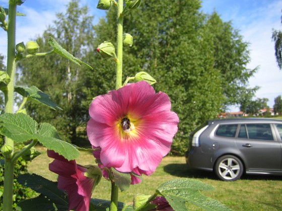 Stockros  
  
2015-07-21 Stockros_0007  
Granudden  
Färjestaden  
Öland