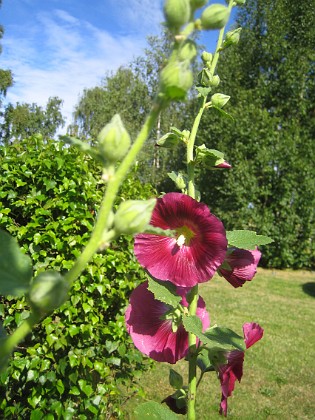 Stockros  
  
2015-07-21 Stockros_0009  
Granudden  
Färjestaden  
Öland