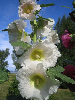 Stockros  
  
2015-07-21 Stockros_0013  
Granudden  
Färjestaden  
Öland