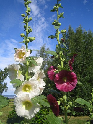 Stockros  
  
2015-07-21 Stockros_0014  
Granudden  
Färjestaden  
Öland