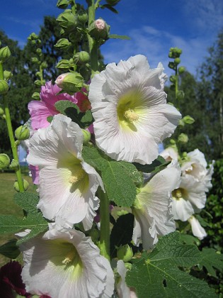 Stockros  
  
2015-07-21 Stockros_0016  
Granudden  
Färjestaden  
Öland