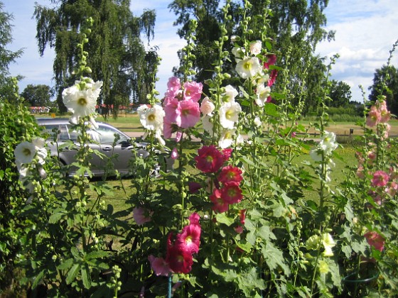 Stockros  
  
2015-07-21 Stockros_0021  
Granudden  
Färjestaden  
Öland