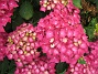 Hortensia  
  
2015-07-21 Hortensia_0049