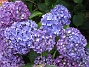 Hortensia