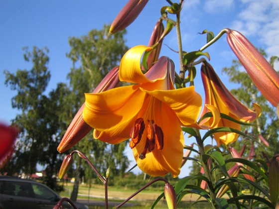 Basunlilja  
  
2015-07-24 Basunlilja_0048  
Granudden  
Färjestaden  
Öland