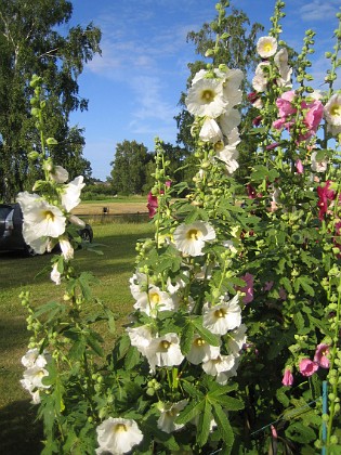 Stockros  
  
2015-07-24 Stockros_0003  
Granudden  
Färjestaden  
Öland