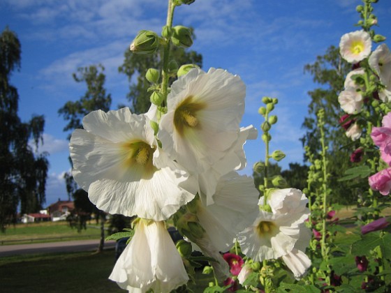 Stockros  
  
2015-07-24 Stockros_0006  
Granudden  
Färjestaden  
Öland