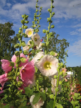 Stockros  
  
2015-07-24 Stockros_0007  
Granudden  
Färjestaden  
Öland