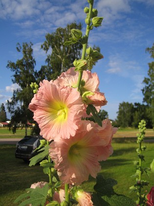 Stockros  
  
2015-07-24 Stockros_0011  
Granudden  
Färjestaden  
Öland