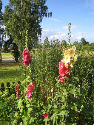 Stockros  
  
2015-07-24 Stockros_0022  
Granudden  
Färjestaden  
Öland