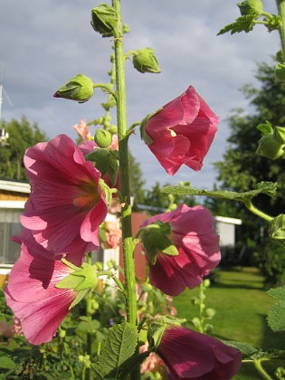 Stockros  
  
2015-07-24 Stockros_0033  
Granudden  
Färjestaden  
Öland