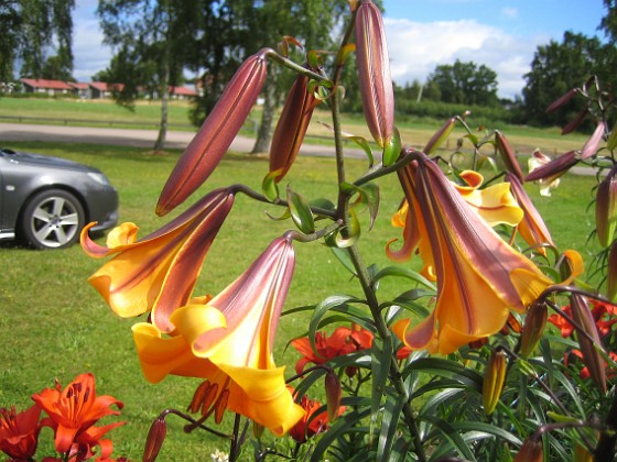 Basunlilja  
African Queen  
2015-07-26 Basunlilja_0016  
Granudden  
Färjestaden  
Öland