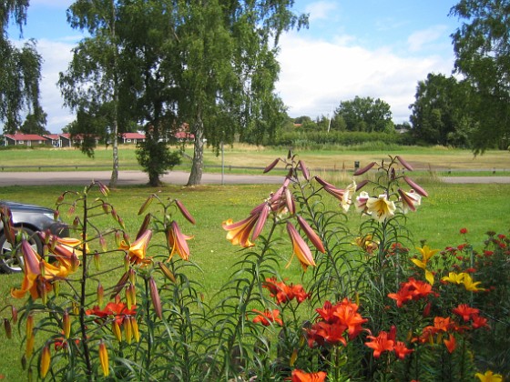 Basunlilja  
  
2015-07-26 Liljor_0001  
Granudden  
Färjestaden  
Öland