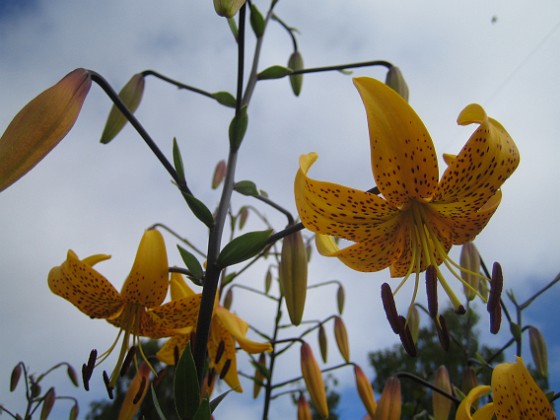 Tigerlilja 
Citronella