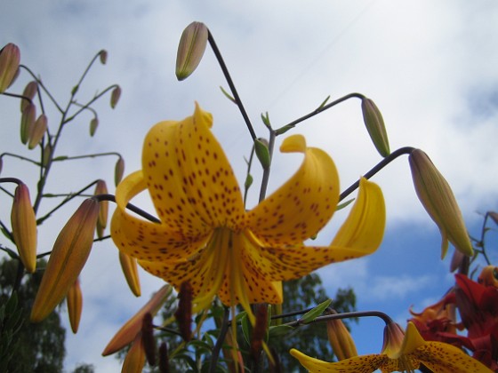 Tigerlilja 
Citronella