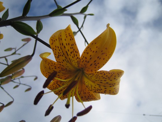 Tigerlilja 
Citronella