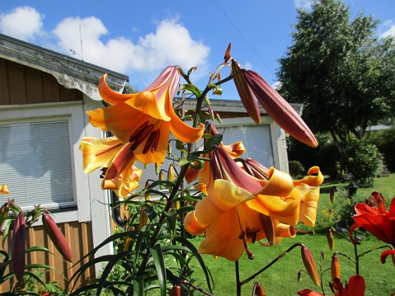 Basunlilja  
African Queen - 
Dessa basunliljor sprider en härlig doft!  
2015-07-28 Basunlilja_0017  
Granudden  
Färjestaden  
Öland