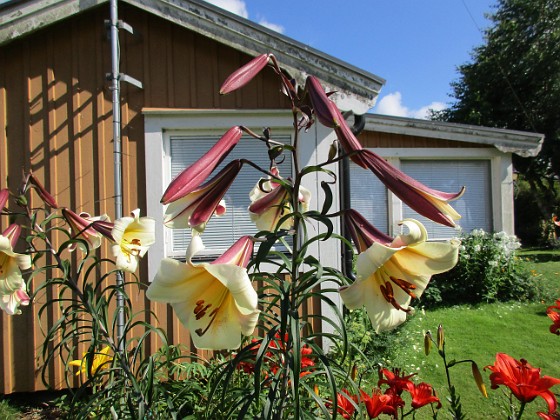 Basunlilja 
Luxor  
-  det kommer fler och fler blommor för varje år.