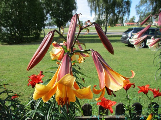 Basunlilja  
African Queen  
2015-07-28 Basunlilja_0078  
Granudden  
Färjestaden  
Öland