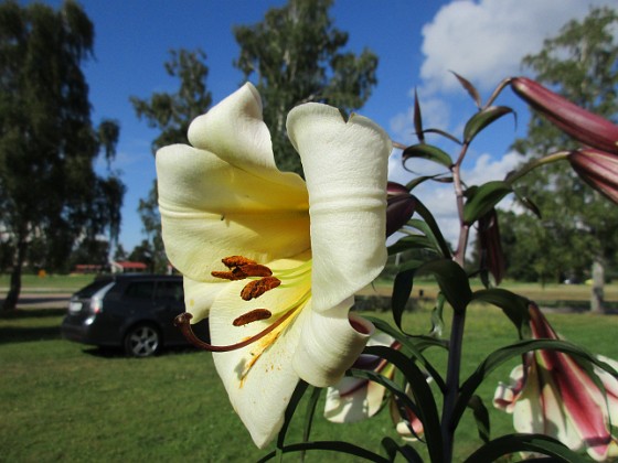 Basunlilja  
Luxor  
2015-07-28 Basunlilja_0083  
Granudden  
Färjestaden  
Öland