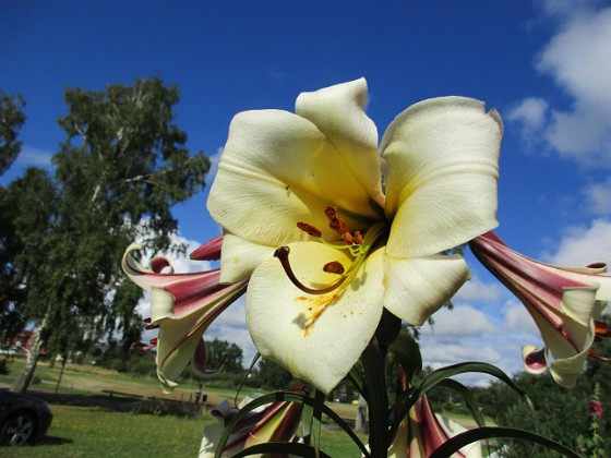 Basunlilja  
Luxor  
2015-07-28 Basunlilja_0091  
Granudden  
Färjestaden  
Öland