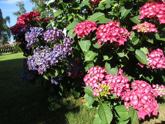 Hortensia  
  
2015-07-28 Hortensia_0109  
Granudden  
Färjestaden  
Öland