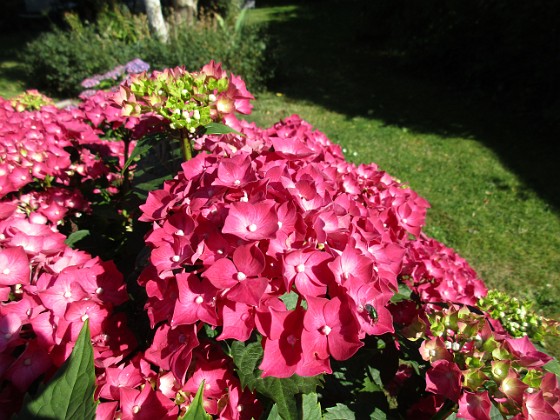 Hortensia  
  
2015-07-28 Hortensia_0112  
Granudden  
Färjestaden  
Öland