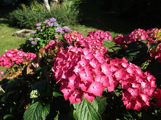 Hortensia  
  
2015-07-28 Hortensia_0113  
Granudden  
Färjestaden  
Öland