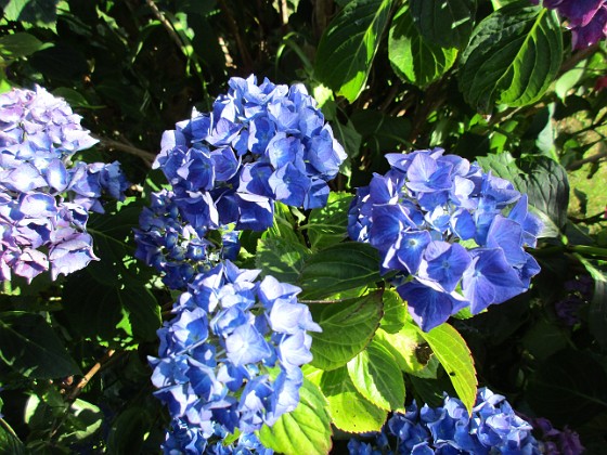 Hortensia  
  
2015-07-28 Hortensia_0114  
Granudden  
Färjestaden  
Öland