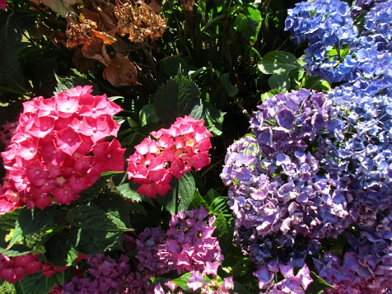 Hortensia  
  
2015-07-28 Hortensia_0116  
Granudden  
Färjestaden  
Öland