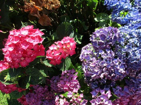 Hortensia {  } 