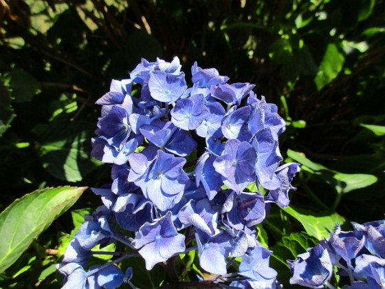 Hortensia 
