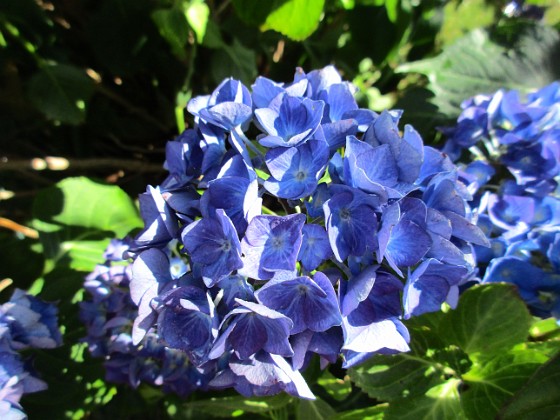 Hortensia {  } 