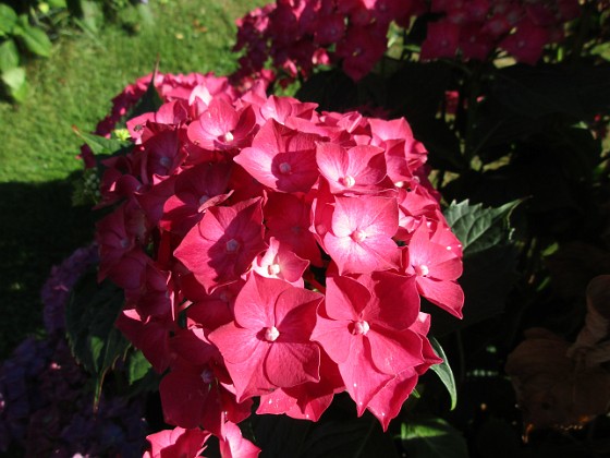 Hortensia 
