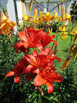 Liljor {                                Sannolikt är de röda liljorna mera benägna att föröka sig och konkurrerar därmed ut de andra varianterna. } 