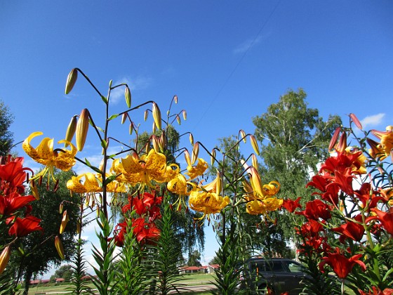 Liljor  
                                 
2015-07-28 Liljor_0053  
Granudden  
Färjestaden  
Öland