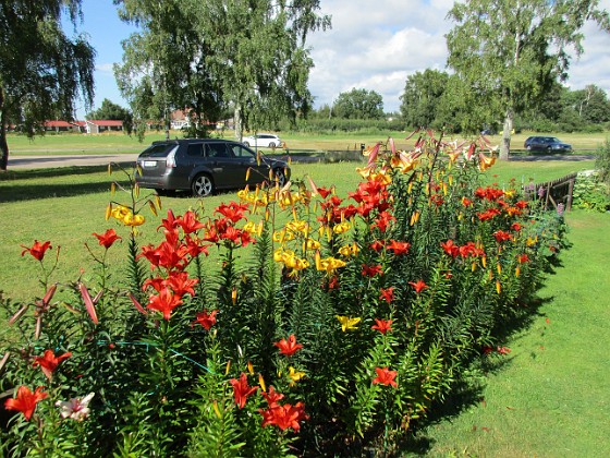 Liljor  
  
2015-07-28 Liljor_0132  
Granudden  
Färjestaden  
Öland