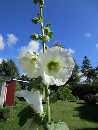 Stockros { Det är t o m så att kameran känner igen att det är blå himmel som bakgrund. } 