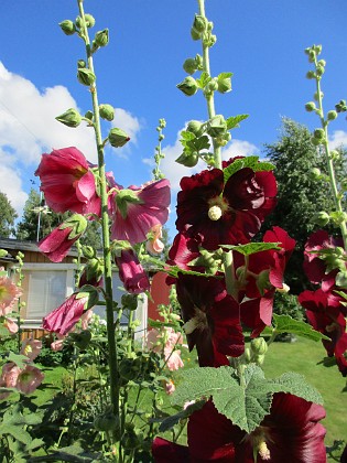 Stockros 
Jag hoppas på massor av frön så jag kan få se dessa vackra blommor föröka sig!