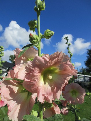 Stockros  
                               Då bildas det också en hel del korsningar mellan olika färger, riktigt spännande tycker jag!  
2015-07-28 Stockros_0009  
Granudden  
Färjestaden  
Öland