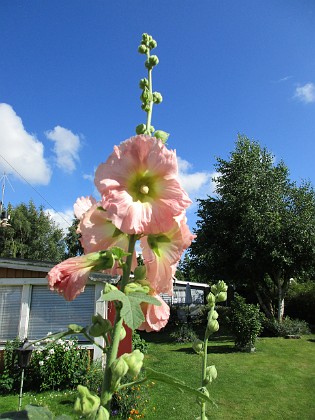 Stockros 
                               Det är tacksamt och lätt att ta bilder av stockrosor mot blå himmel.