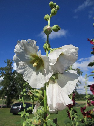 Stockros  
                                 
2015-07-28 Stockros_0031  
Granudden  
Färjestaden  
Öland