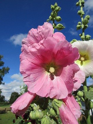 Stockros  
  
2015-07-28 Stockros_0033  
Granudden  
Färjestaden  
Öland