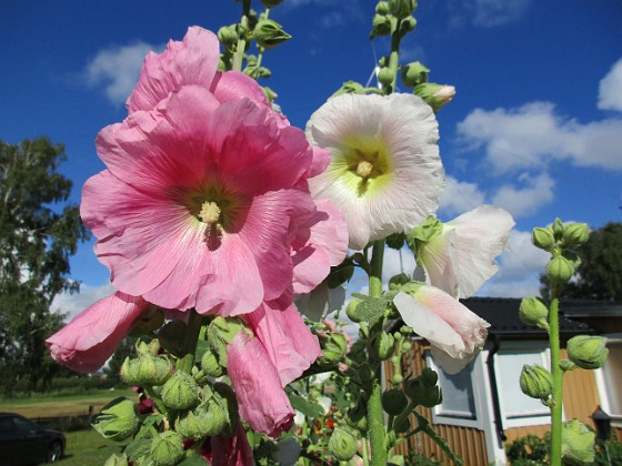 Stockros  
  
2015-07-28 Stockros_0034  
Granudden  
Färjestaden  
Öland