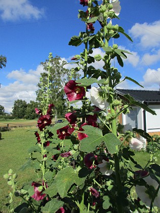 Stockros  
  
2015-07-28 Stockros_0035  
Granudden  
Färjestaden  
Öland