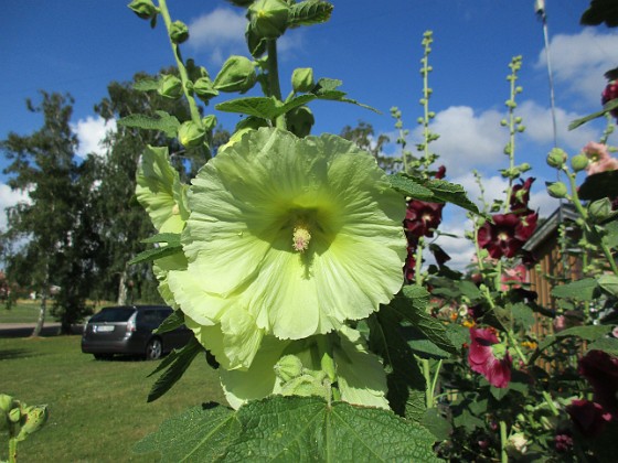 Stockros  
  
2015-07-28 Stockros_0036  
Granudden  
Färjestaden  
Öland