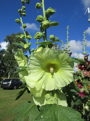 Stockros  
  
2015-07-28 Stockros_0037  
Granudden  
Färjestaden  
Öland